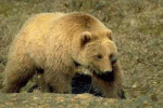 В Калифорнии медведь гризли загрыз дрессировщика