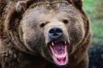 Россиянка голыми руками отбилась от медведя