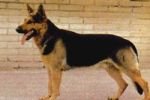 В Польше потерявшийся пес сам пришел в полицию
