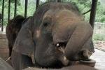 Буйный слон затоптал посетителя зоопарка в Индии