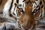 В Екатеринбурге нашли клетку с бесхозным тигром