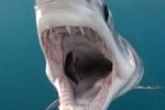 В Приморье рыбаки поймали двухметровую акулу-мако