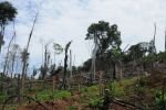 Бразильские леса будут вырубать