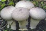 Еще один подарок природы  гриб дождевик