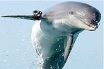 Украина готовит дельфинов для выполнения боевых задач