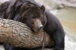 Весна не спешит, и  медведи в зоопарках России не спешат просыпаться