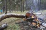 Теперь костер в лесу может обойтись нарушителям противопожарных правил в полмиллиона рублей 