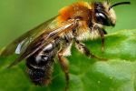 "Антиминные" пчелы от хоравтских ученых - лучше, чем собаки