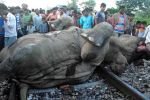 В Индии поезд сбил насмерть четырех слонов