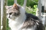 Всемирный день кошек и котов отметили в Петербурге