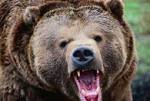 В Якутии разрешили отстреливать медведей, представляющих опасность для людей