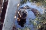 Комсомольск-на-Амуре: животные продолжают гибнуть