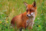 Красноярская лисичка Веснушка собирает средства для собратьев в Харькове