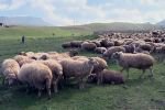 Горох превращает австралийских овец в "героиновых наркоманов"