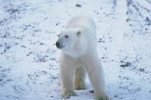 В Ненецком автономном округе белые медведи стали часто заходить в населенные пункты