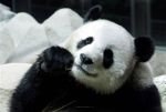 Панда в китайском зоопарке имитировала беременность