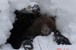Медведица испугалась провалившегося в берлогу лесника и бросила медвежат