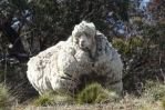 Овца находилась в бегах очень долго…