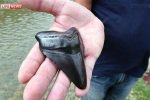 В Хорватии найден зуб доисторической 18-метровой акулы