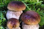 Белые грибы отлично заменяют красное мясо