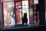 В Хабаровске медведь отправился в шопинг