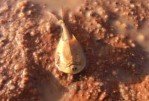 Креветка в Австралийской пустыне