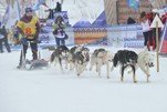 Началась самая протяженная  гонка на собачьих упряжках «Берингия 2018»