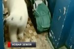 На Новой Земле объявлен режим ЧС
