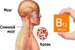 Функции витамина B12 в организме